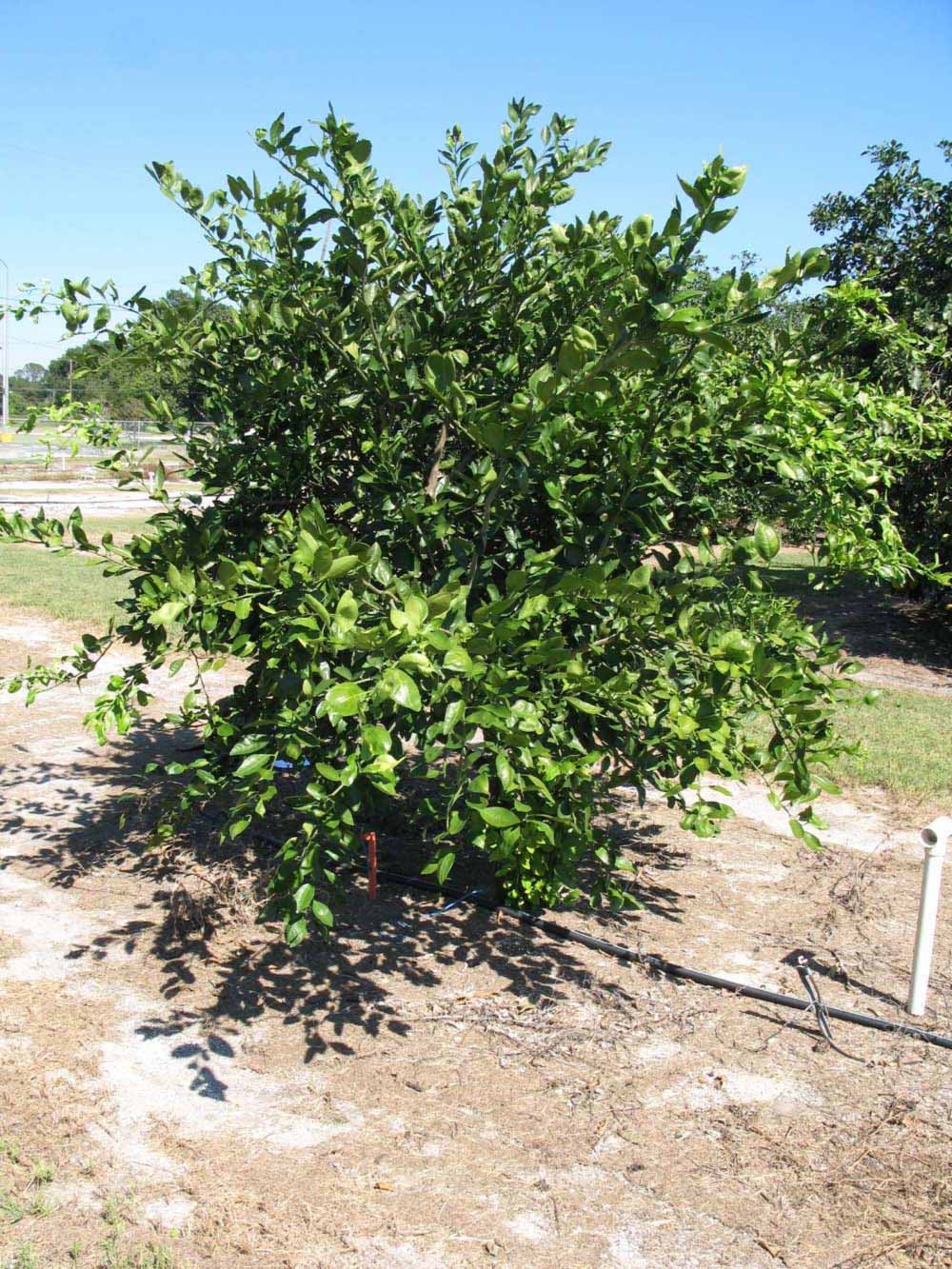            Habit (Winter Haven, FL)   